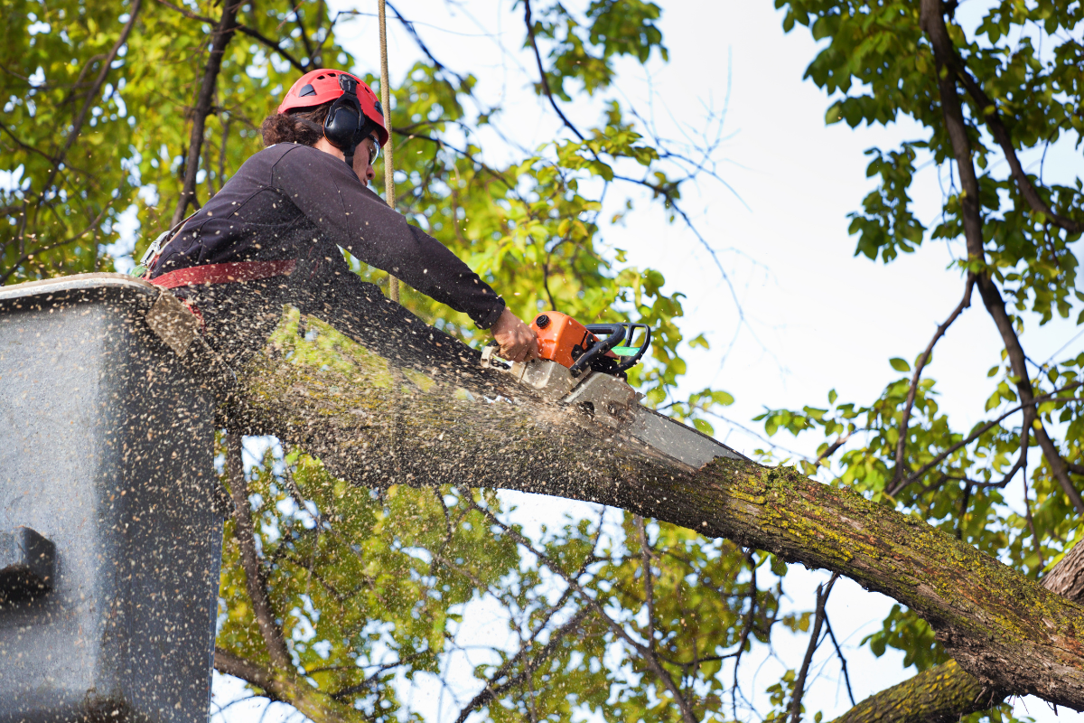 Tree Service in Lincoln County, MS